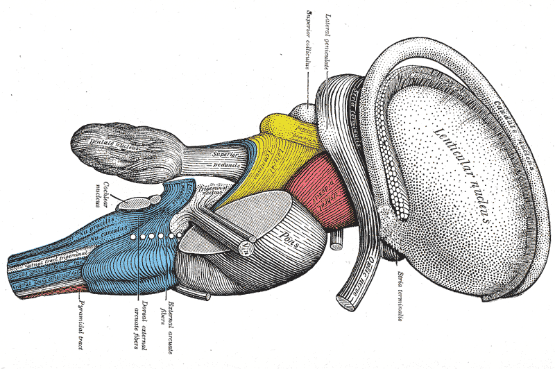 Gray's Anatomy illustration of the lumbosacral plexus