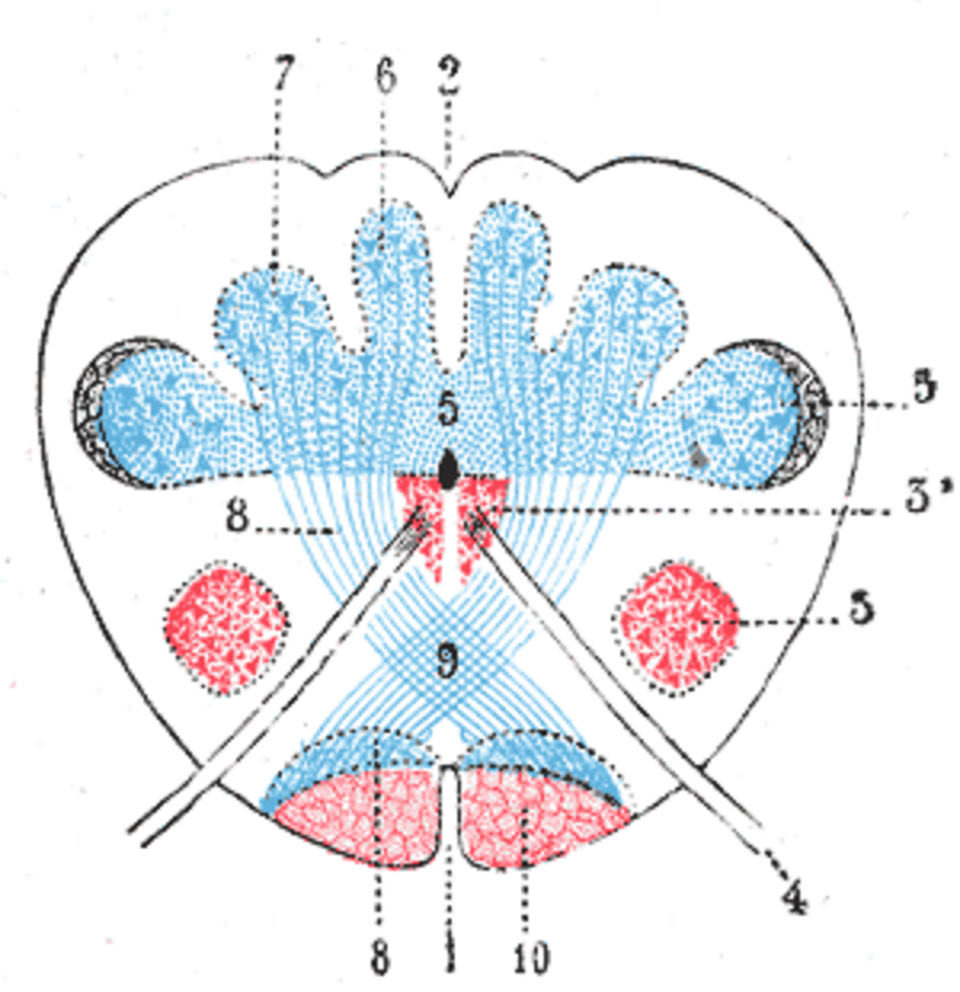 Gray's Anatomy illustration of dermatomes