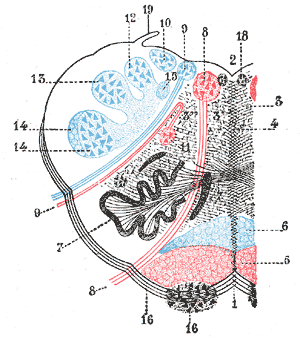 Gray's Anatomy illustration of the sympathetic nervous system