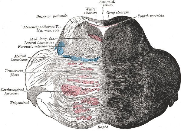 Gray's Anatomy illustration of the autonomic nervous system