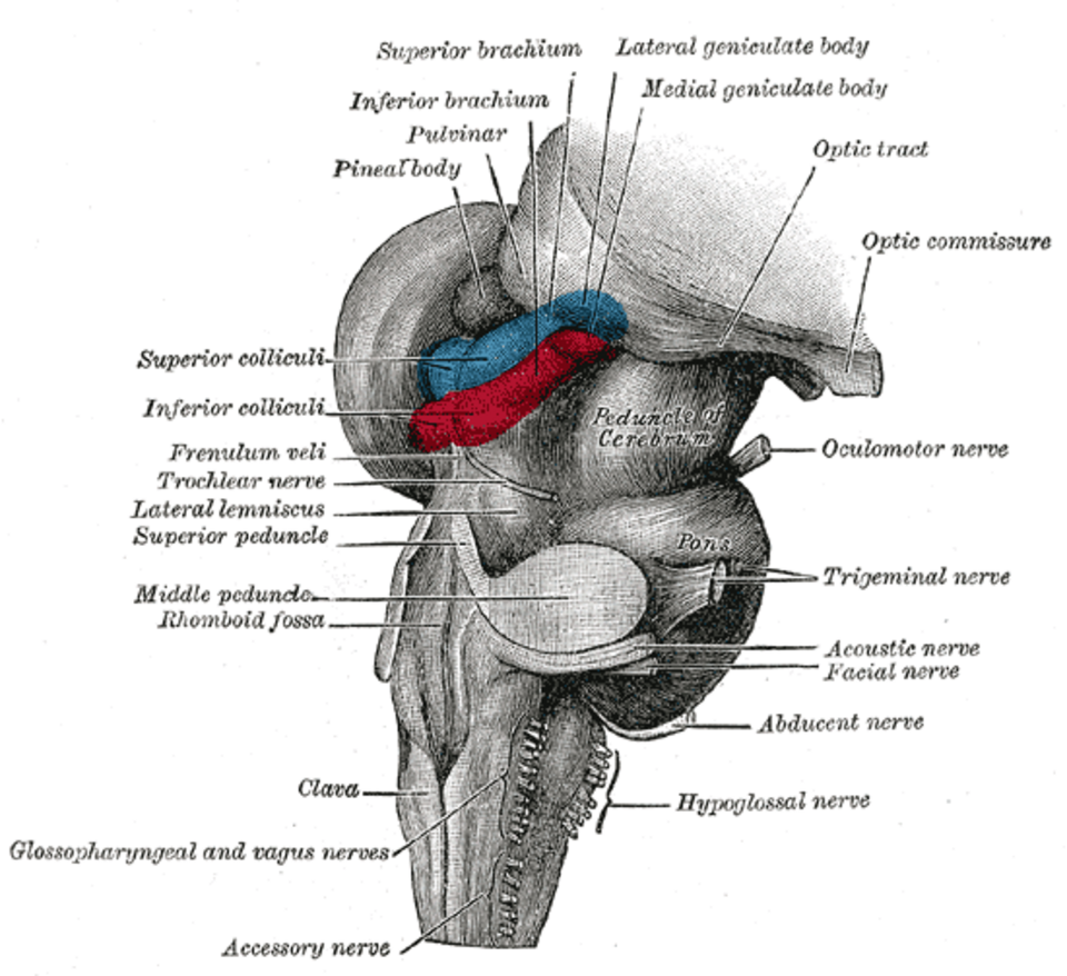 Gray's Anatomy illustration of cranial nerves at the base of the brain
