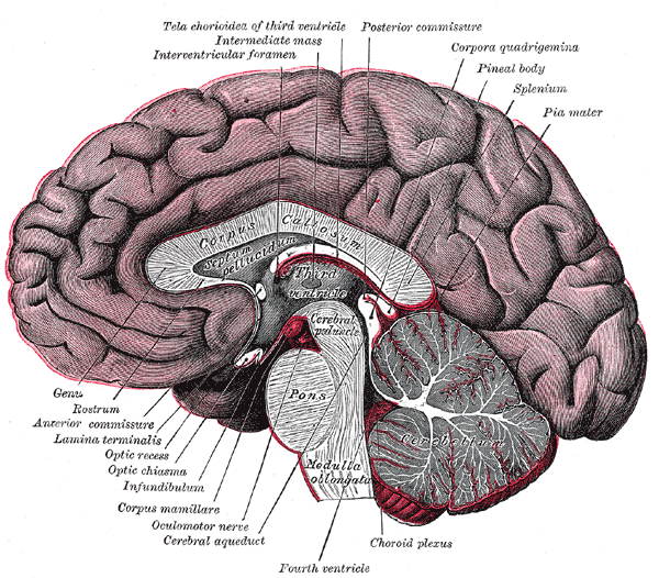 Gray's Anatomy illustration of cranial nerve origins