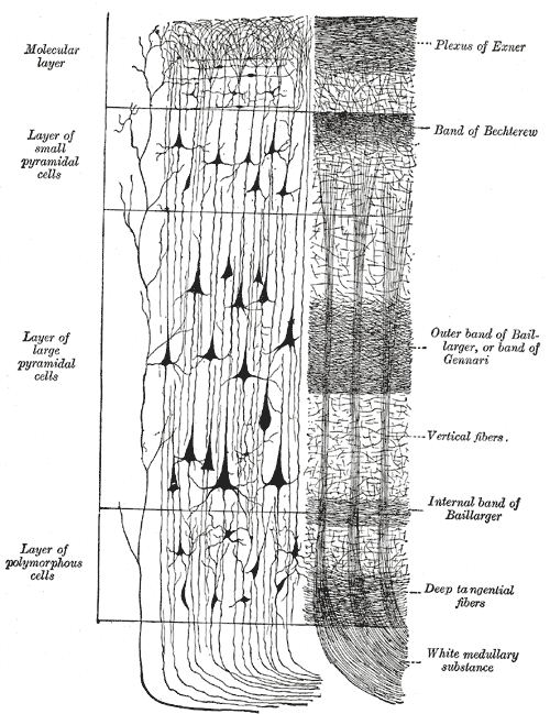 Gray's Anatomy illustration of the trigeminal nerve