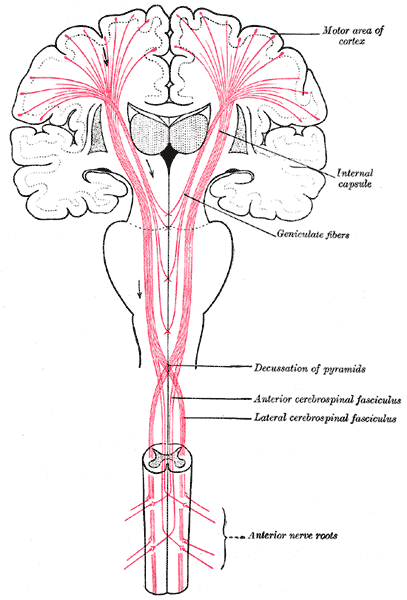 Gray's Anatomy illustration of the facial nerve