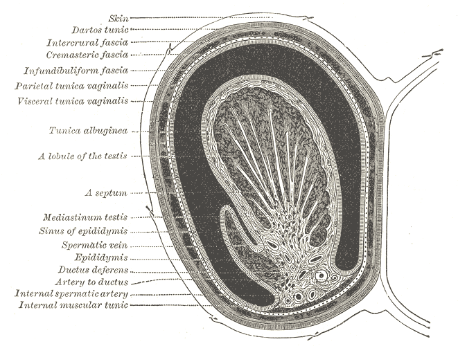 Gray's Anatomy illustration of the male reproductive system