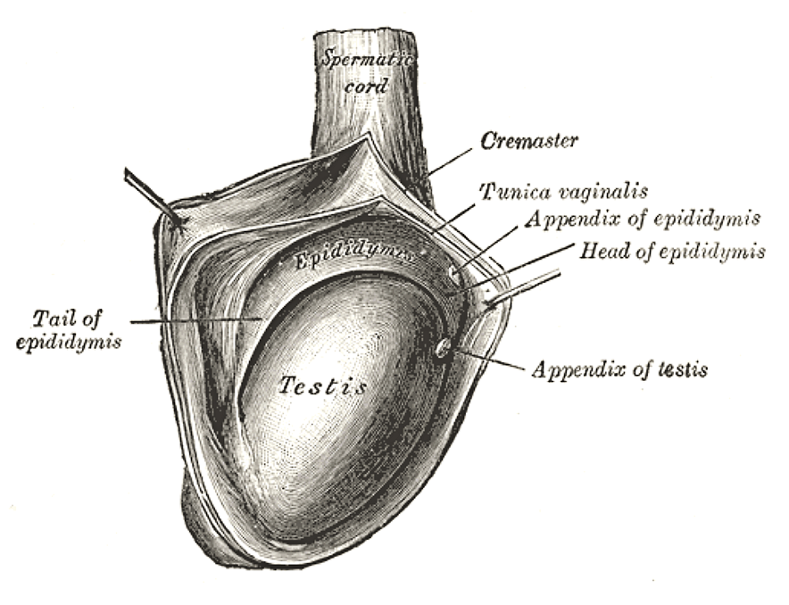 Gray's Anatomy illustration of the testis