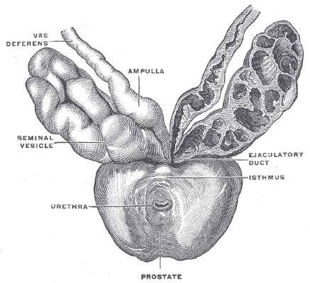 Female reproductive anatomy from Gray's Anatomy