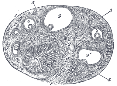 Gray's Anatomy illustration of the female reproductive organs