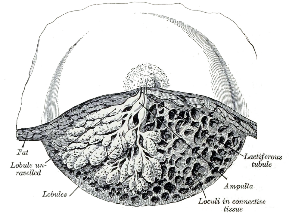 Gray's Anatomy illustration of the mammary gland