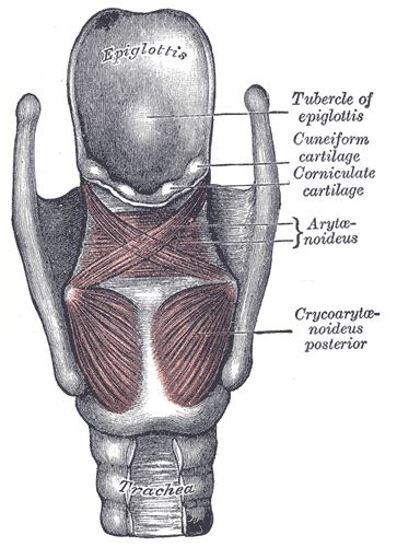 Gray's Anatomy illustration of the lateral wall of the nasal cavity