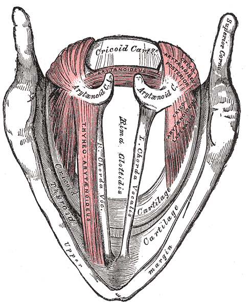 Gray's Anatomy illustration of the larynx, anterior view