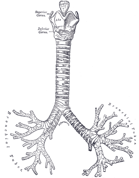 Anterior view of the lungs from Gray's Anatomy