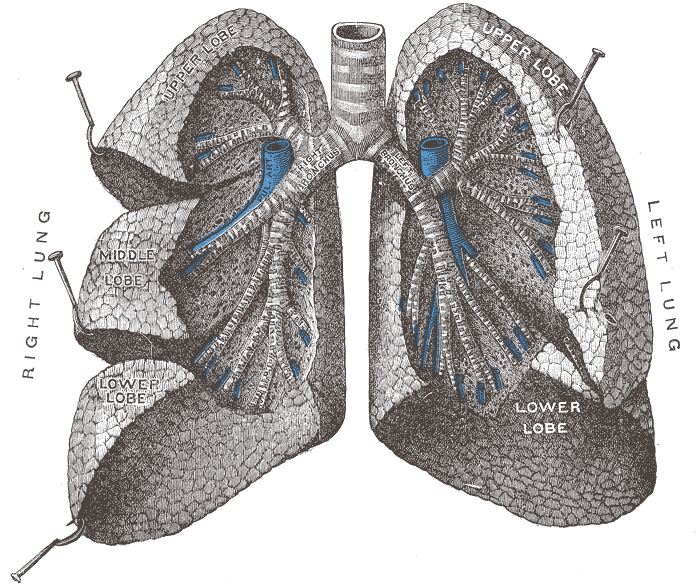 Gray's Anatomy illustration of the medial surface of the right and left lungs