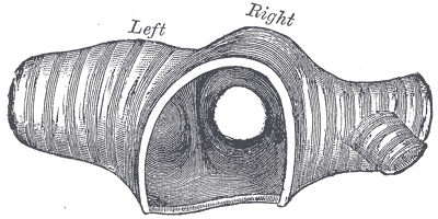 Gray's Anatomy illustration showing a transverse section of the trachea and esophagus