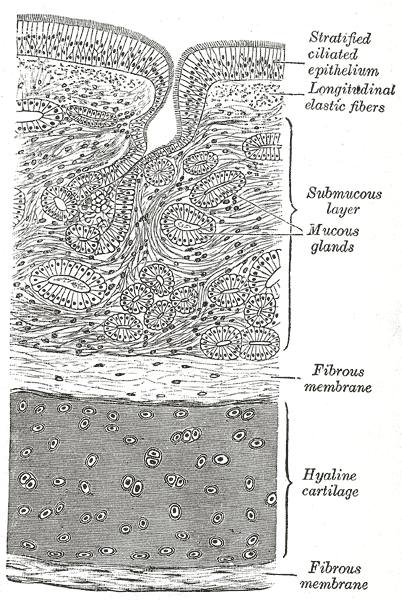 Gray's Anatomy illustration of the bronchial tree showing the branching pattern of the airways