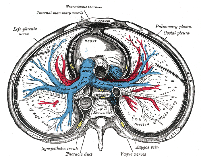 Gray's Anatomy illustration of a pulmonary lobule showing alveoli and their blood supply