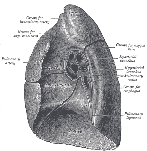 Gray's Anatomy illustration of the pleura and diaphragm