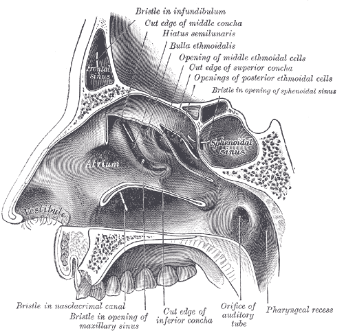 Gray's Anatomy illustration of a circumvallate papilla with taste buds
