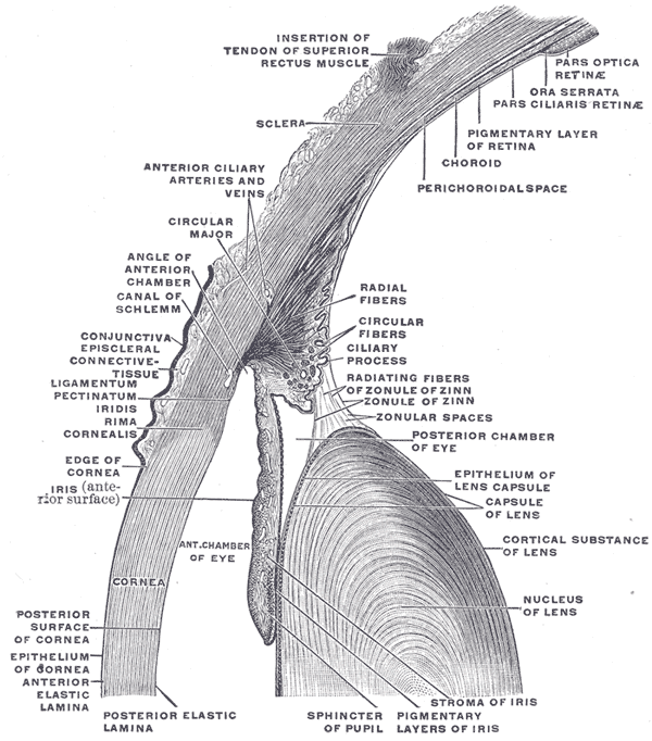 Gray's Anatomy illustration of a sagittal section through the eye