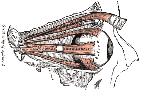 Gray's Anatomy illustration of the extraocular muscles of the eye