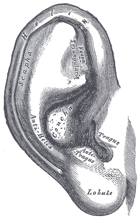 Gray's Anatomy illustration of the ossicles (malleus, incus, stapes) of the middle ear