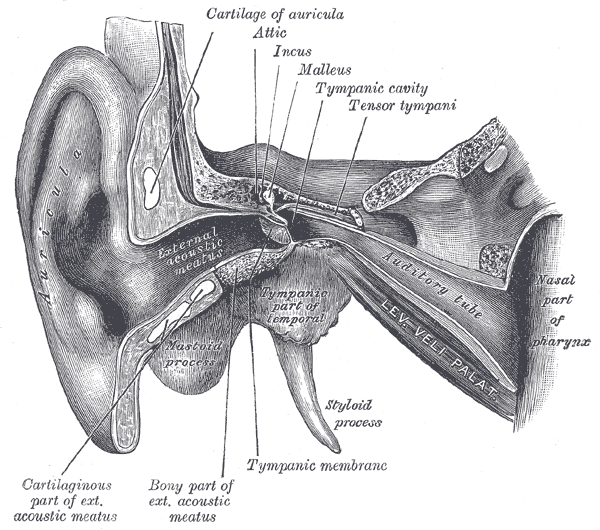 Gray's Anatomy illustration of the bony labyrinth of the inner ear