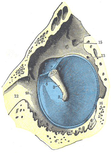 Gray's Anatomy illustration showing the internal structure of the cochlea in cross-section