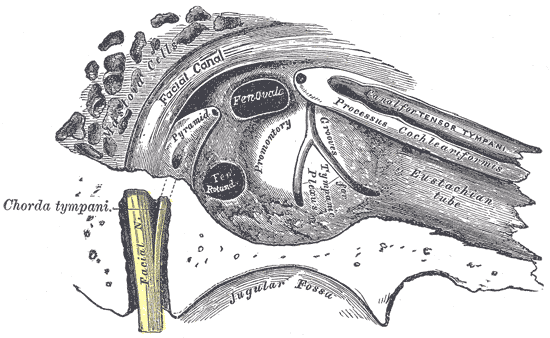 Gray's Anatomy illustration of the organ of Corti showing hair cells and supporting structures