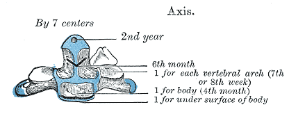 Gray's Anatomy illustration of the axis (C2) vertebra