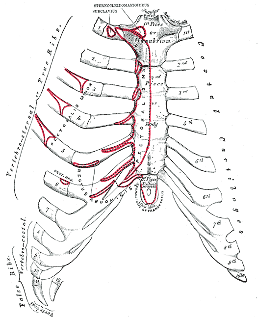 Gray's Anatomy illustration showing the anterior surface of the sternum and costal cartilages