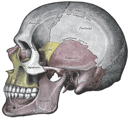 Gray's Anatomy illustration of the skull, lateral view showing cranial and facial bones