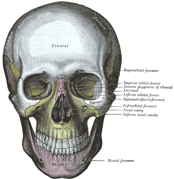 Gray's Anatomy illustration of the skull, anterior view showing facial bones