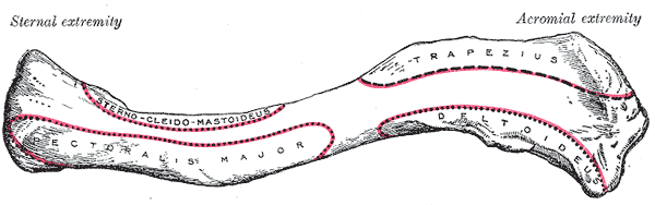 Gray's Anatomy illustration of the right clavicle, superior and inferior views