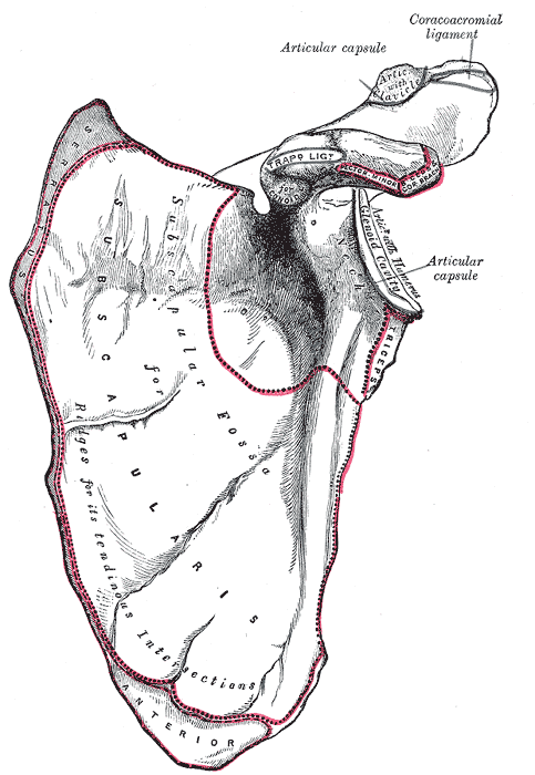 Gray's Anatomy illustration of the right scapula, costal surface (anterior view)