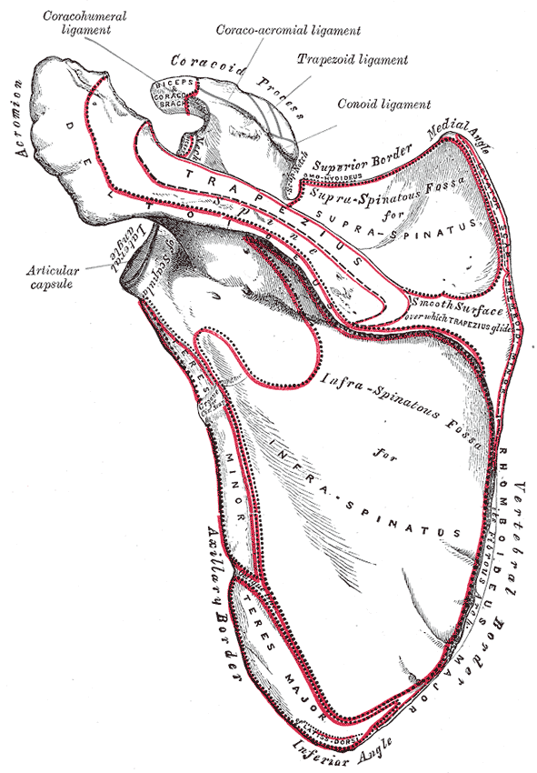 Gray's Anatomy illustration of the right scapula, posterior view