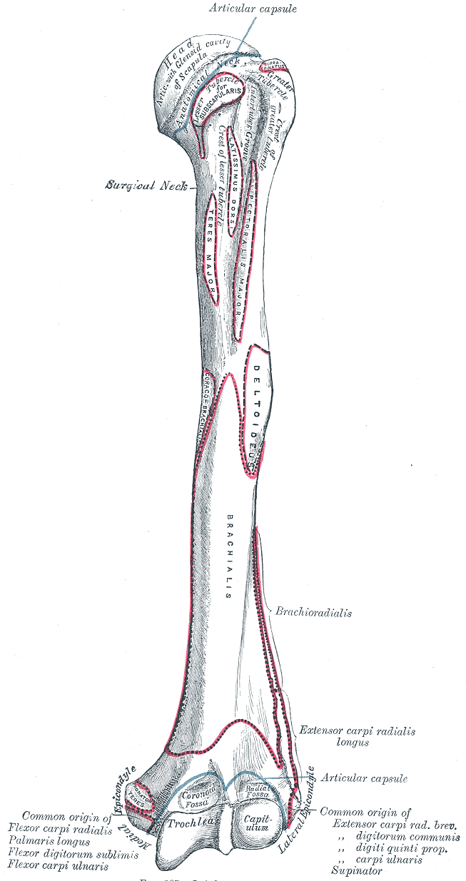 Gray's Anatomy illustration of the left humerus, anterior view
