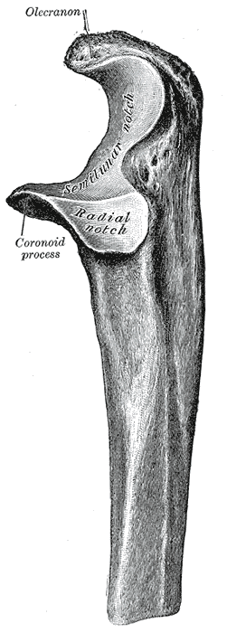 Gray's Anatomy illustration of the right radius and ulna, anterior view