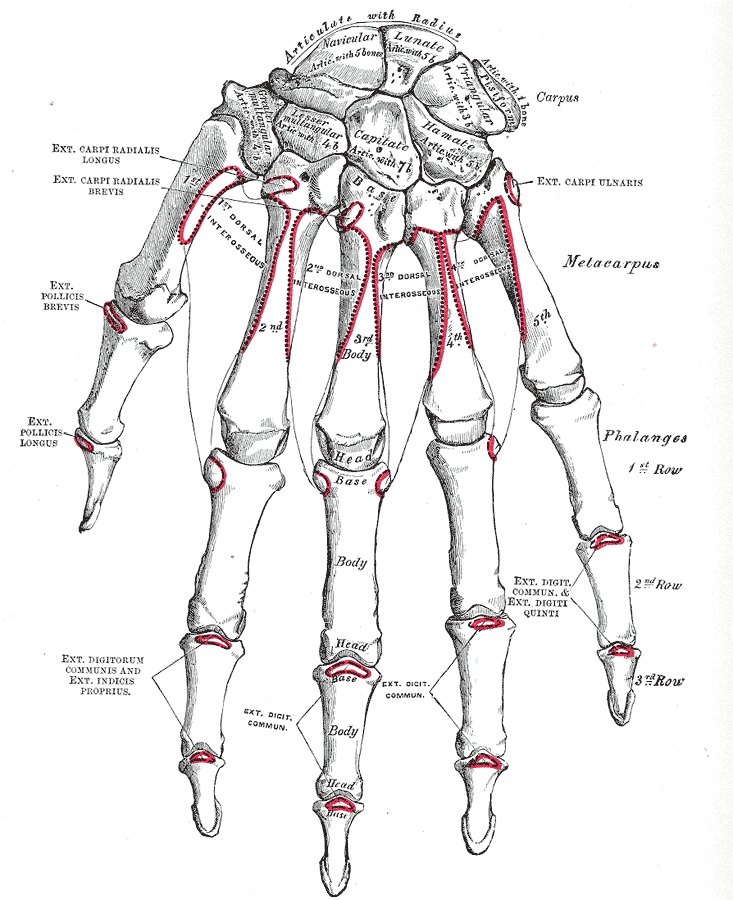Gray's Anatomy illustration of the bones of the right hand, volar (palmar) surface