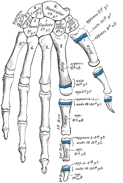 Gray's Anatomy illustration of the right hip bone, external (lateral) surface
