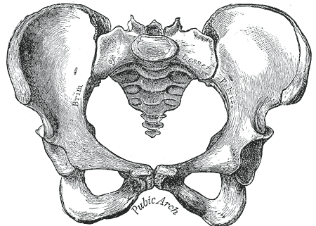 Gray's Anatomy illustration of the right femur, anterior view