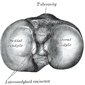 Gray's Anatomy illustration of the right tibia and fibula, anterior view