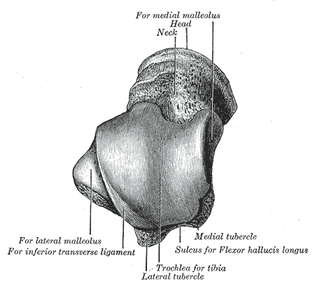 Gray's Anatomy illustration of the bones of the right foot, dorsal surface