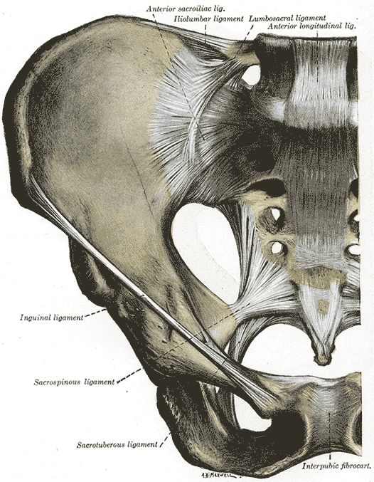 Gray's Anatomy illustration of the left shoulder joint, anterior view