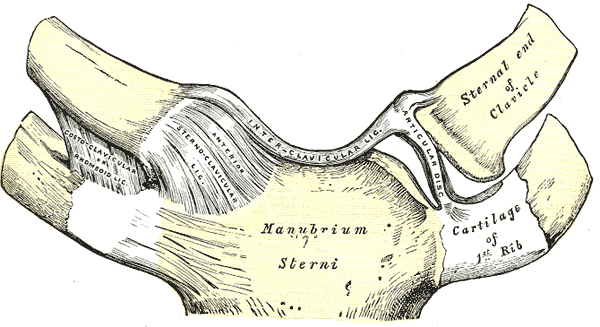 Gray's Anatomy illustration of the left elbow joint, anterior view