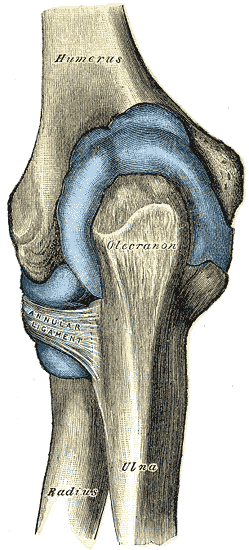 Gray's Anatomy illustration of the right hip joint, anterior view
