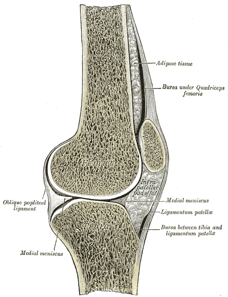 Gray's Anatomy illustration of the right knee joint, posterior view, showing ligaments