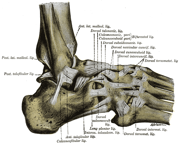 Gray's Anatomy illustration of a coronal section of the right ankle joint