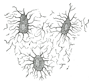 Gray's Anatomy micrograph showing nucleated bone cells (osteocytes) with their processes in lacunae and canaliculi