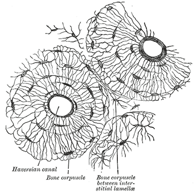 Gray's Anatomy micrograph showing a transverse section of compact bone with osteons