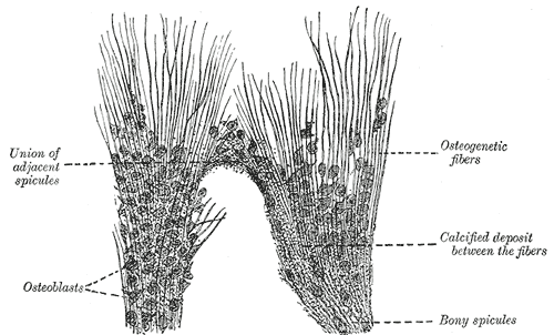 Gray's Anatomy micrograph showing intramembranous ossification of the developing parietal bone